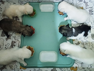 I cuccioli.
